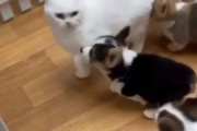 子犬軍団に囲まれた猫、猫パンチで制裁を加える