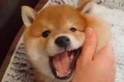 お顔のムニムニ感がたまらない！構わずにはいられないコロコロの柴犬の子犬ちゃん