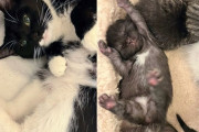 【海外】「助けてあげようと思った猫は実はお母さん猫だった！衝撃の子猫発見の瞬間」