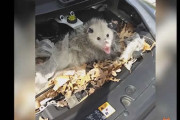 ／(^o^)＼ﾅﾝﾃｺｯﾀｲ！メカニカルトラブル映像集