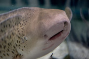 日本の水族館のサメが目の前で食べられててシュールすぎるｗｗ【タイ人の反応】