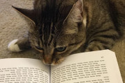 ネコのために猫語で描かれた小説「Meow」が絶賛の嵐！ 今世紀最高傑作と話題に！