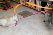 扇風機にリボンを付けて回すだけで猫ちゃん大喜び！猫を手軽に遊ばせるアイデアに称賛の嵐！