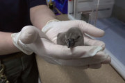 ふわふわのフンボルトペンギン誕生！殻から出てきたばかりの赤ちゃんをとらえた貴重な映像