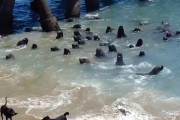 「ワンワン！」「ワンコ怖いよぉ…」吠え立てるワンコが怖くて陸に上がれないアシカの群れ
