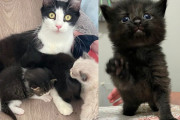 【海外】猫が子猫を育てるための最高の場所！彼女の負担を軽くし、輝く瞬間とは？