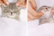 気持ち良さそうに飼い主さんにエステをしてもらう子猫ちゃんにうっとり