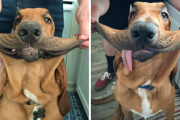 外国人「犬の顔をビローンと伸ばすと可愛くなると判明した！」