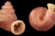 【海外】「ピカソにちなんだ！新発見の小さなカタツムリ、キュビズムのような不思議な貝殻を持つ」