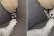 隙間からニョキっと顔を出して寝ているワンちゃんの足にイタズラする子猫が愛らしい