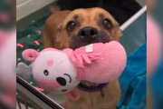【海外】「見落とされた保護犬、通り過ぎる人におもちゃをシェアしようと奮闘！その愛らしい姿に心が温まる」