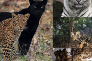 インド人「君達の国のフィクションみたいな見た目の動物といえば何？」