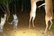 外国人「もはや説明不要な動物のネタ画像を集めてみた(笑)」