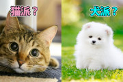 中国人「日本人は猫派なのか？犬があまり人気ない気がする」　中国の反応
