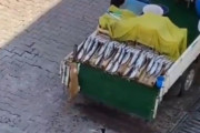 「お魚くわえたドラ猫」2匹がチームワークを発揮してごちそうをゲット