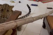 オンリーインド？ヒョウがホテルのスタッフルームに迷い込む
