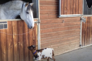 子ヤギ🐐「あっ馬🐴さんや！仲よくしてや！😁」頭こつーん✨！