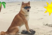 ビーチで休暇を満喫する柴犬が可愛すぎると話題に（海外の反応）
