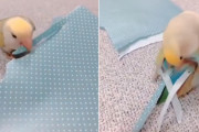 おしゃれ心が芽生えたインコ？包装紙をクチバシでちぎって尾羽の飾りに
