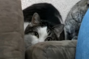 ソファーに上がりたいおデブな猫ちゃん→お尻をふりふりしてジャンプするも…？！