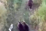 迷子になったハスキー犬をドローンで発見したら…野生のクマ家族の一員になっていた