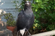 森林火災の影響がここにも！消防車のサイレンを覚えてしまったカラスの鳴き声にびっくり