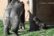 愛は厳しいもの(｡つ□`)言うことを聞かずにパパゴリラに怒られる子ゴリラの動画
