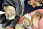 【海外】「牡蠣、肺炎と茎喉炎を撃退するバイ菌キラーたんぱく質持ってたｗ」