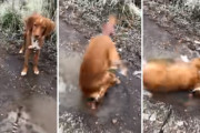 興味津々！　滑って転んでしまっても氷への興味が抑えられない子犬が可愛い