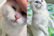 【海外】「庭に現れた猫が優しい人に出会い、運命が変わるまでの物語」