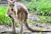 【海外】「カンガルーがアラバマ州の高速道路を封鎖！当局の追跡劇に注目」