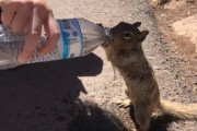猛暑のグランドキャニオンでペットボトルから水をゴクゴクと飲む可愛いリス