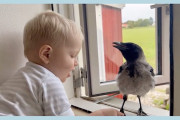 【海外】「助けられたカラスが男の子の親友に！毎日学校帰りを待つ、彼の家族のような存在とは？」