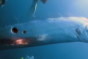 サメに襲われ体に穴のあいたリュウグウノツカイらしき魚を目撃したダイバー