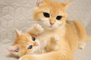 抑え込み一本！元気な子猫の毛繕いをすると、柔道の寝技みたいになってしまうお母さん猫