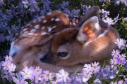 外国人「見て見て！人生で最もキュートな動物写真が撮れたよ！」