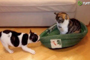 僕のベッドを返せ！わがもの顔で居座るライバル猫に立ち向かうフレンチブルドッグの子犬ちゃん
