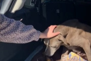 12年ぶりのおかえり！長い間行方不明になっていた犬が飼い主さんと奇跡の再会