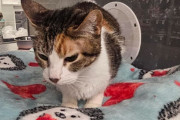 CDS活動報告。犬の耳洗浄液を買いに来た客に保護猫を引き取らせることに成功