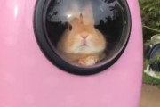 海外「これは完全に最先端だね」日本人が飼っているモフモフ動物のとある意外な散歩風景に外国人もビックリ
