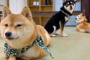 外国人「柴犬との生活は幸せすぎる時間だよね」