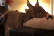 自分を犬だと思ってる！？室内で暮らすロバのお話