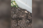 【海外】庭で巨大生物と目が合った！ mulchに埋まった謎の動物とは？