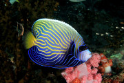【海外】どんな水槽にもぴったりの7種類の美しい熱帯魚をご紹介！
