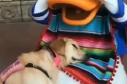 ドナルドの胸の中で気持ちよさげに眠る犬さんが海外で話題に