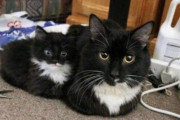海外「猫と、小文字の猫」「ちょうどこれが欲しかった」SNSでバズった面白いミームたち