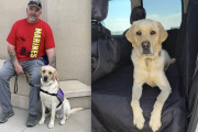 【海外】「愛犬がオーナーの心拍数を察知！元軍人を脳卒中から救った奇跡の瞬間」