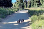 【海外】絶滅寸前の珍しい動物に出会ったハイカーの感動体験！自然の奇跡を目撃せよ