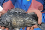 【韓国の反応】福島原発湾内の魚に規定値超えるセシウム検出、韓国「もう一生魚は食べられないだろう」