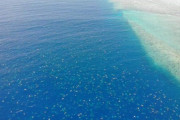 産卵に集まった約6万匹のウミガメを撮影したドローン映像が話題に（オーストラリアなど海外の反応）